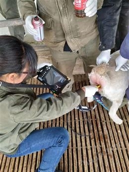 羊用背膘眼肌测定仪猪牛背膘厚度测量仪
